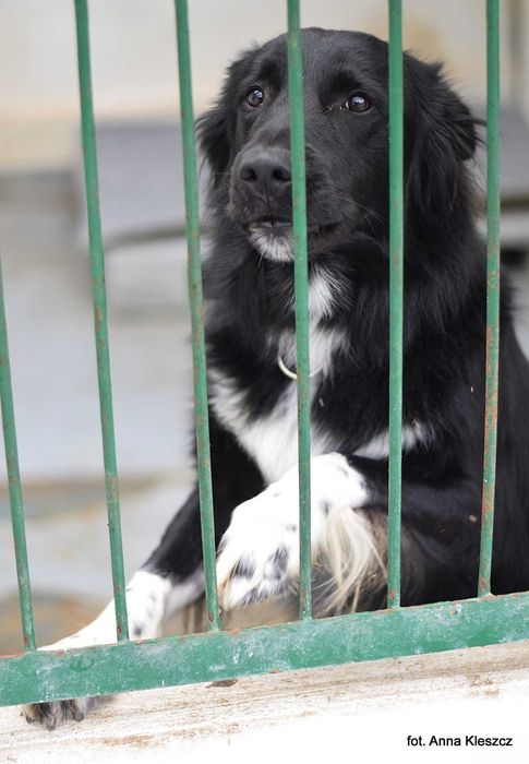 Daktyl – młody pies w typie border collie szuka aktywnego domu!