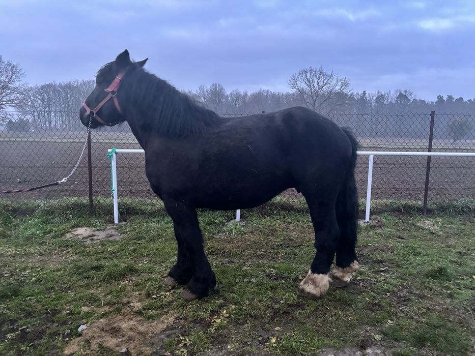 Sprzedam klacz ze źrebakiem