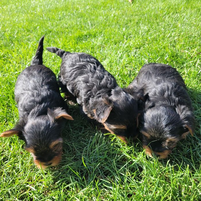Yorkshire terrier