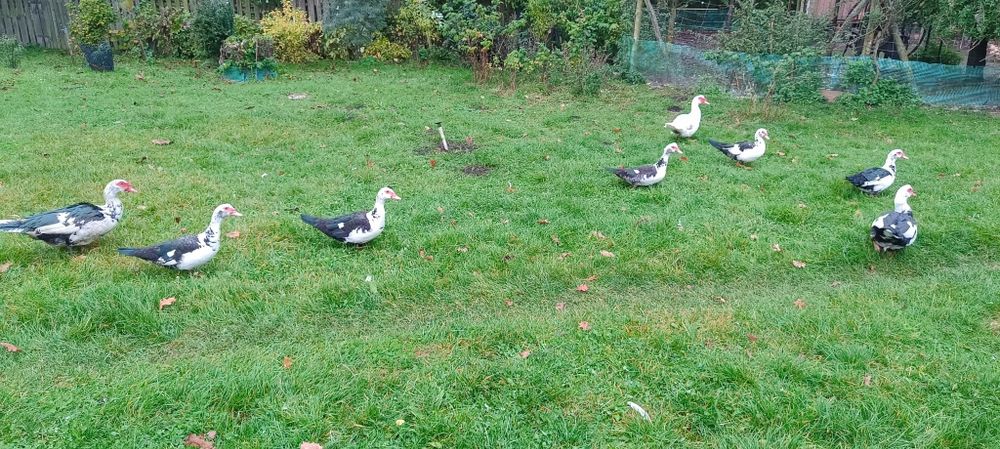 Kaczki piżmowe (muskusowe) – zdrowe, z wolnego wybiegu, różne kolory