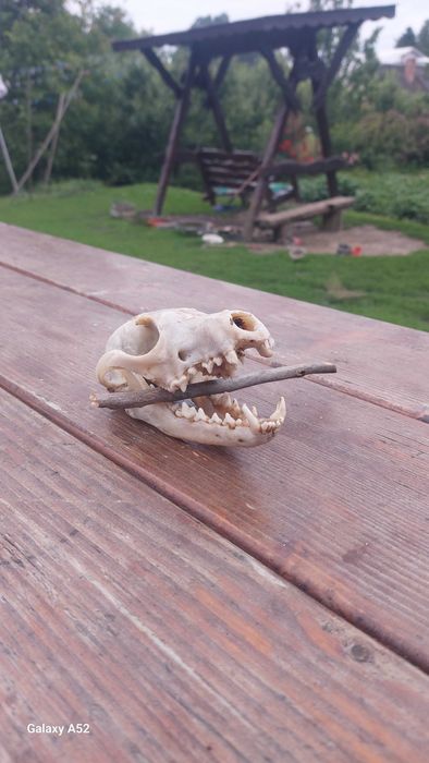 Черепи голови лисиці