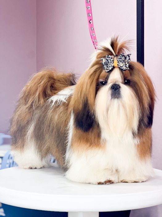 Нереально красивай кобель ши-тцу на вязку