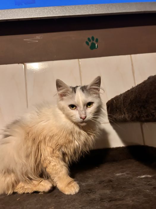 Księżna szuka domu