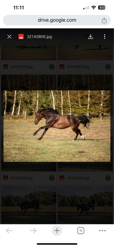 Dzierżawa konia wałach