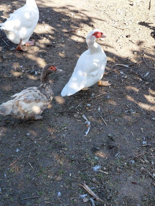 Sprzedam kaczki francuskie