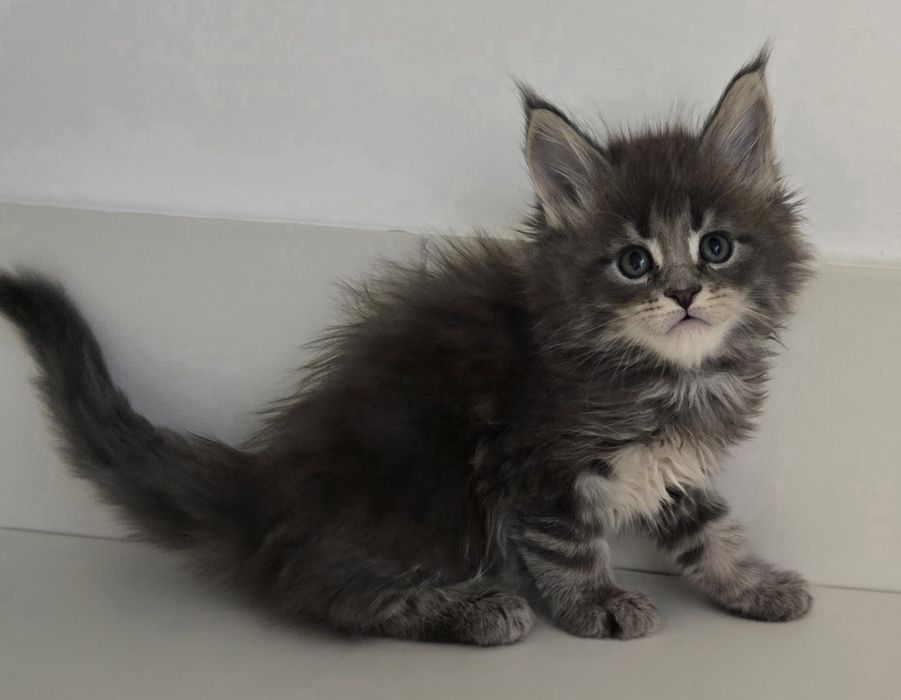Niebieska kotka Maine Coon