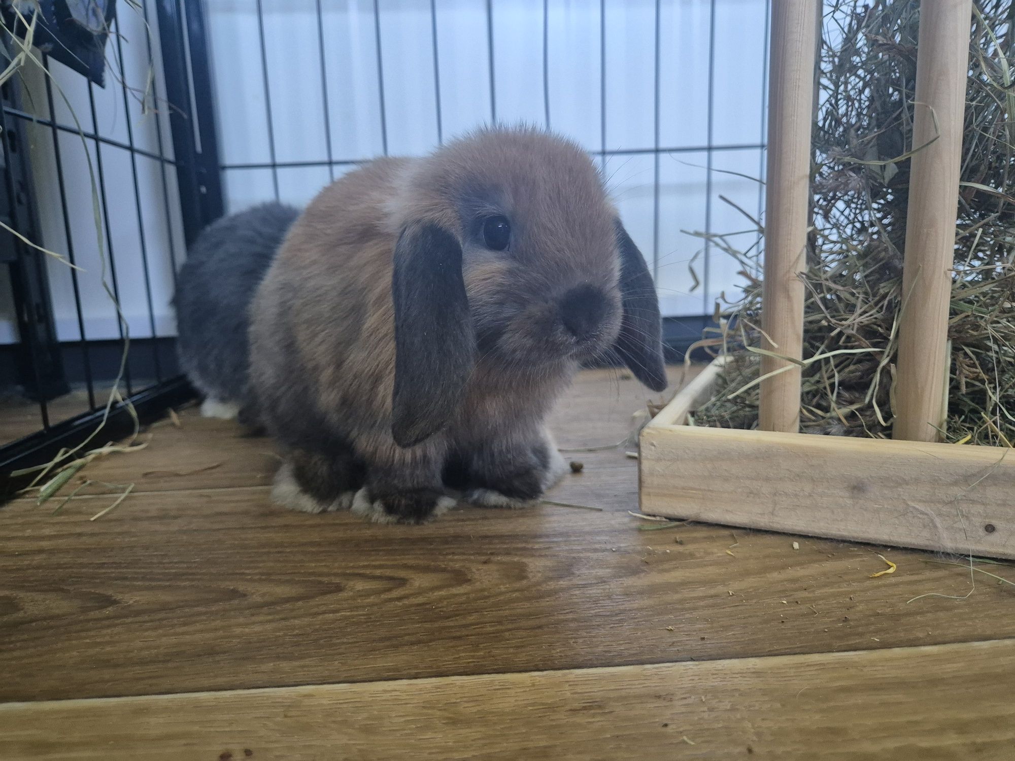 Króliki baranki mini lop