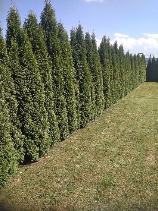 Tuja thuja szmaragd na żywopłot adzonki 80-100cm możliwa wysyłka