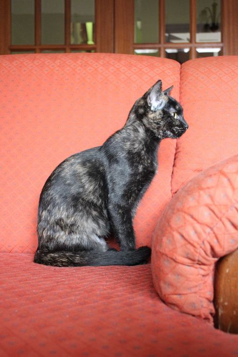 ESTERILIZADA | Gatinha disponível para adoção muito responsável