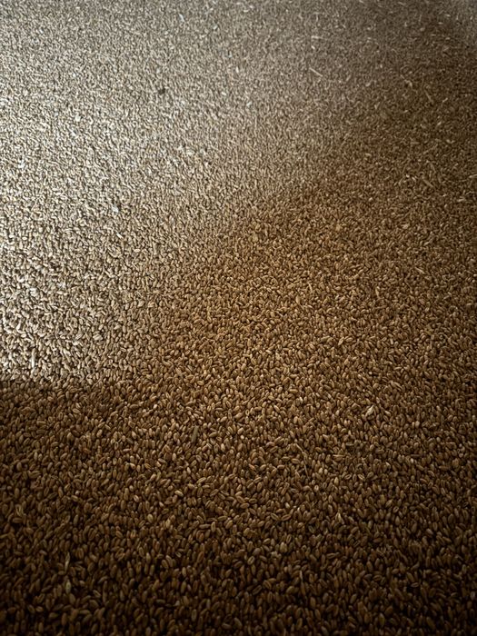 Pszenica pszenżyto owies