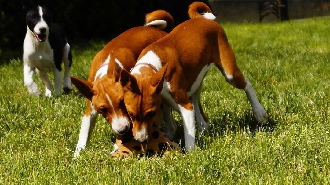 Basenji, rudo biala Sawa, do odbioru zkwp FCI