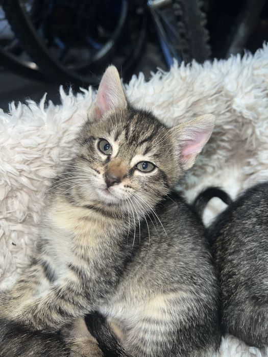 Do oddania cztery urocze kociaki