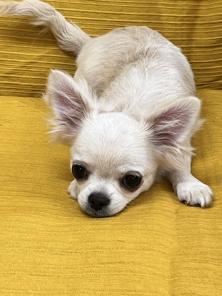 Chihuahua Macho Pelo Comprido