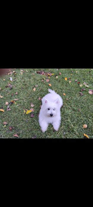 West Highland White Terrier