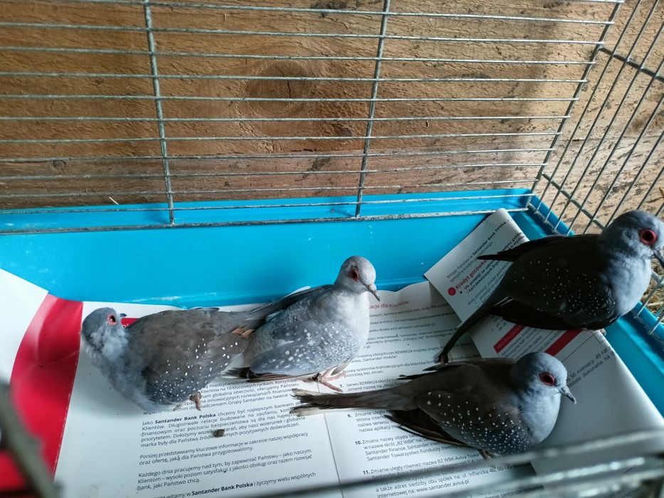 Sprzedam gołąbki diamentowe