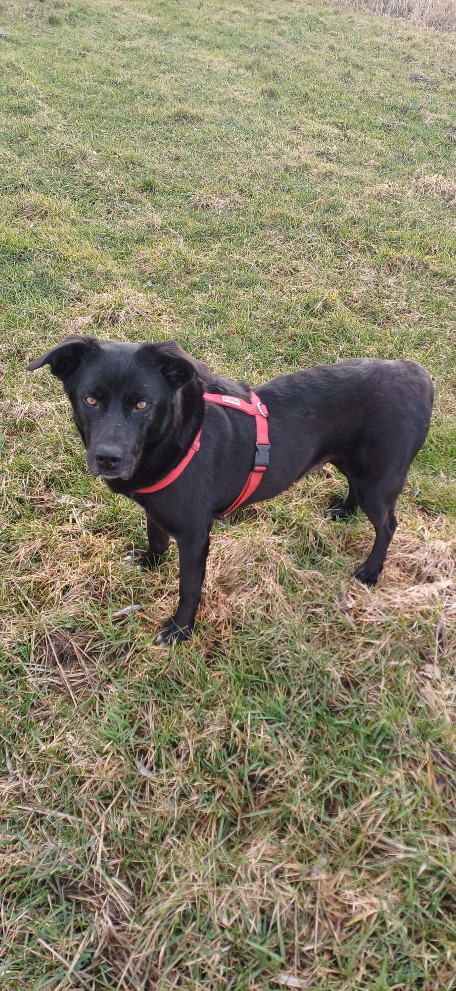 Sana w typie labrador szuka domu