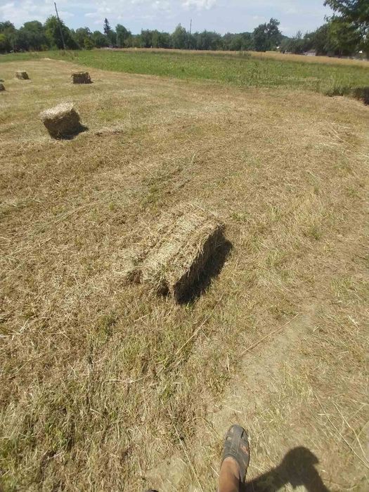 Продам тюки з сіна