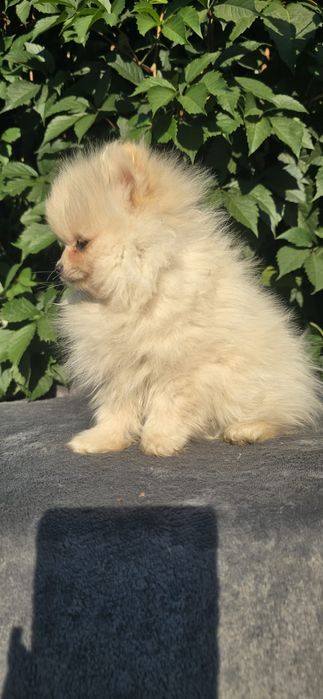 Szpic miniaturowy pomeranian