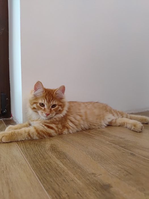 Miniaturowy domowy ryś. Kurylski Bobtail z pomponem. Rodowód FPL/FIFE