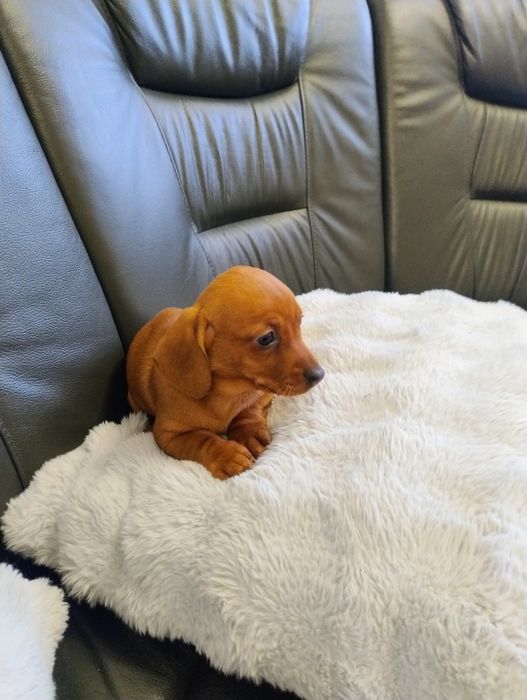 Śliczny Rudy jamniczek