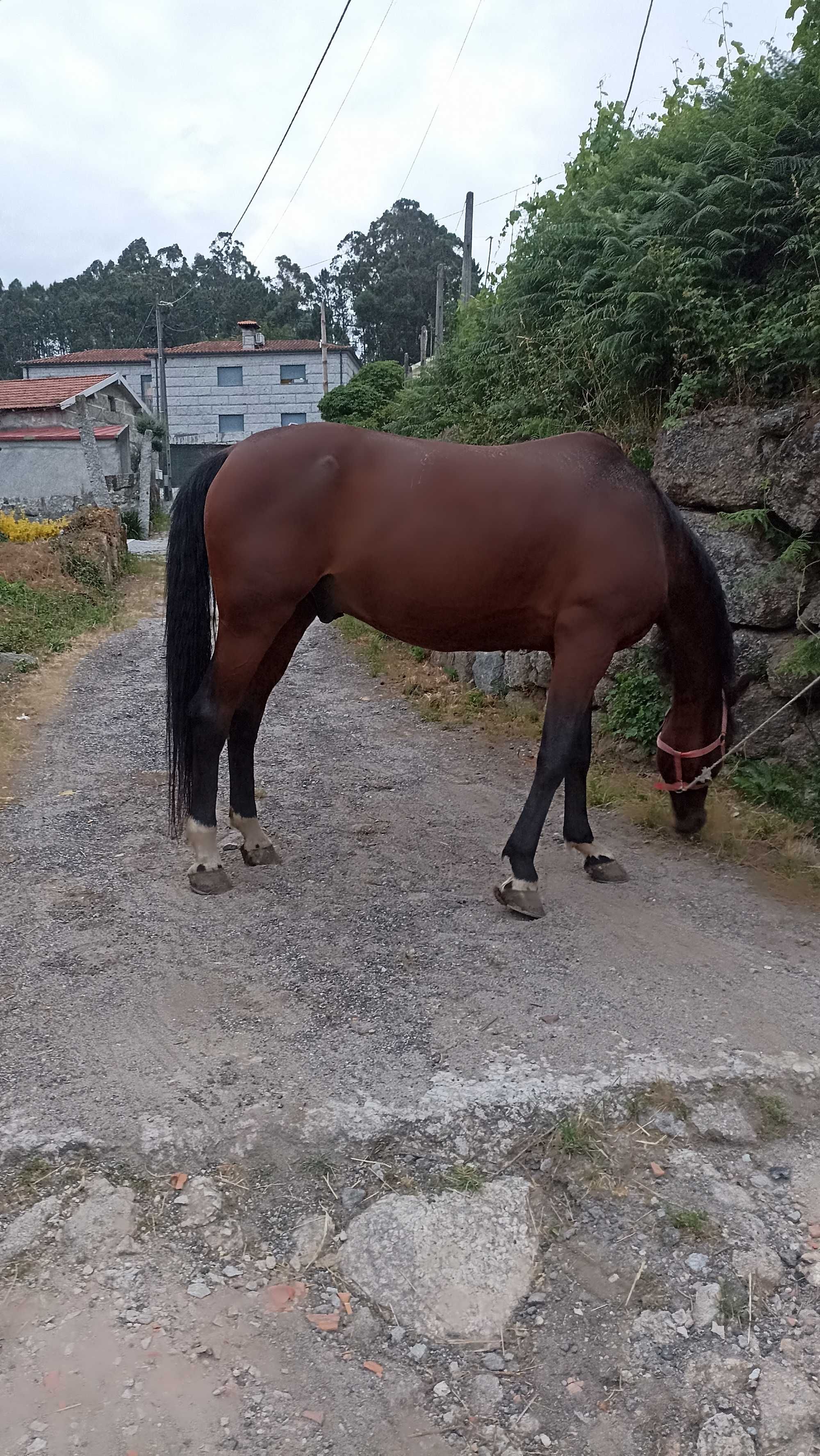 Cavalo 9 ano kwp bem montado