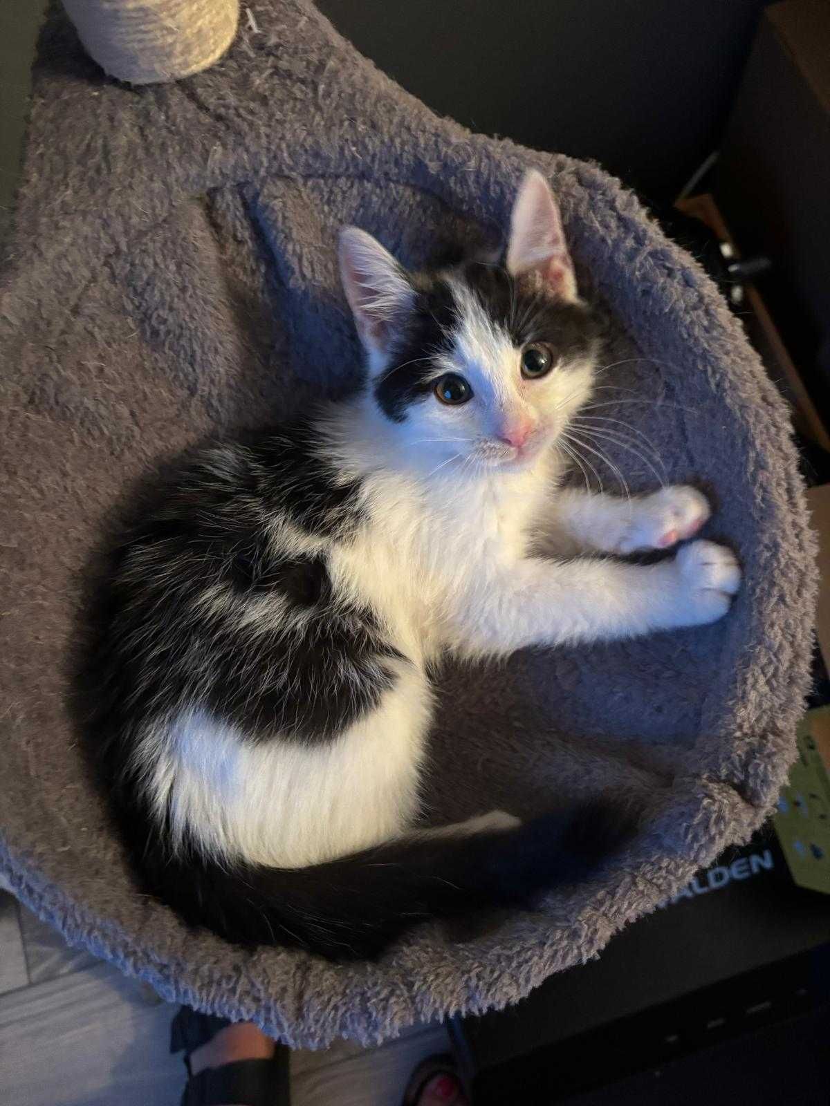 Eryk poleca się do adopcji