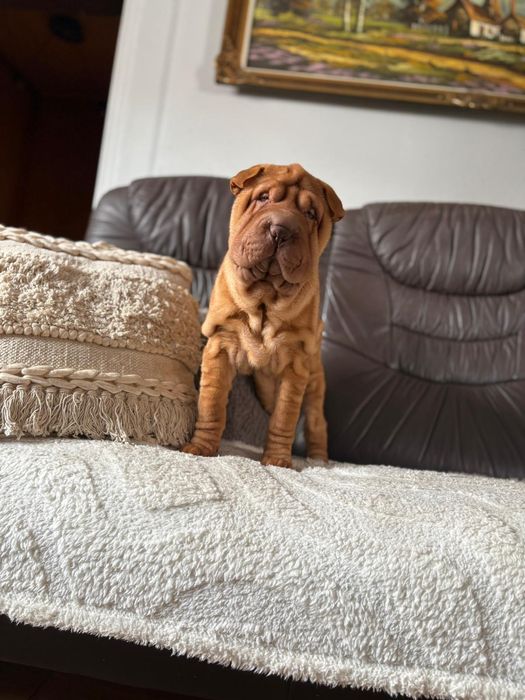 Shar pei dziewczynka