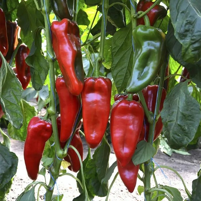 Семена сладкого перца