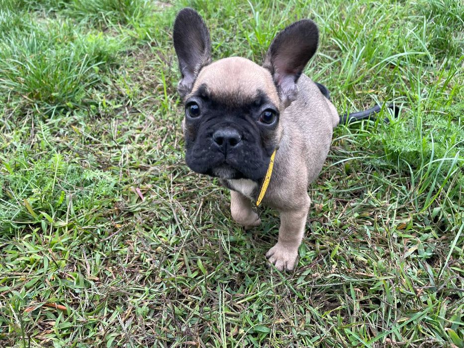 Buldog Francuski, pies Buldoga Francuskiego nie SUKA
