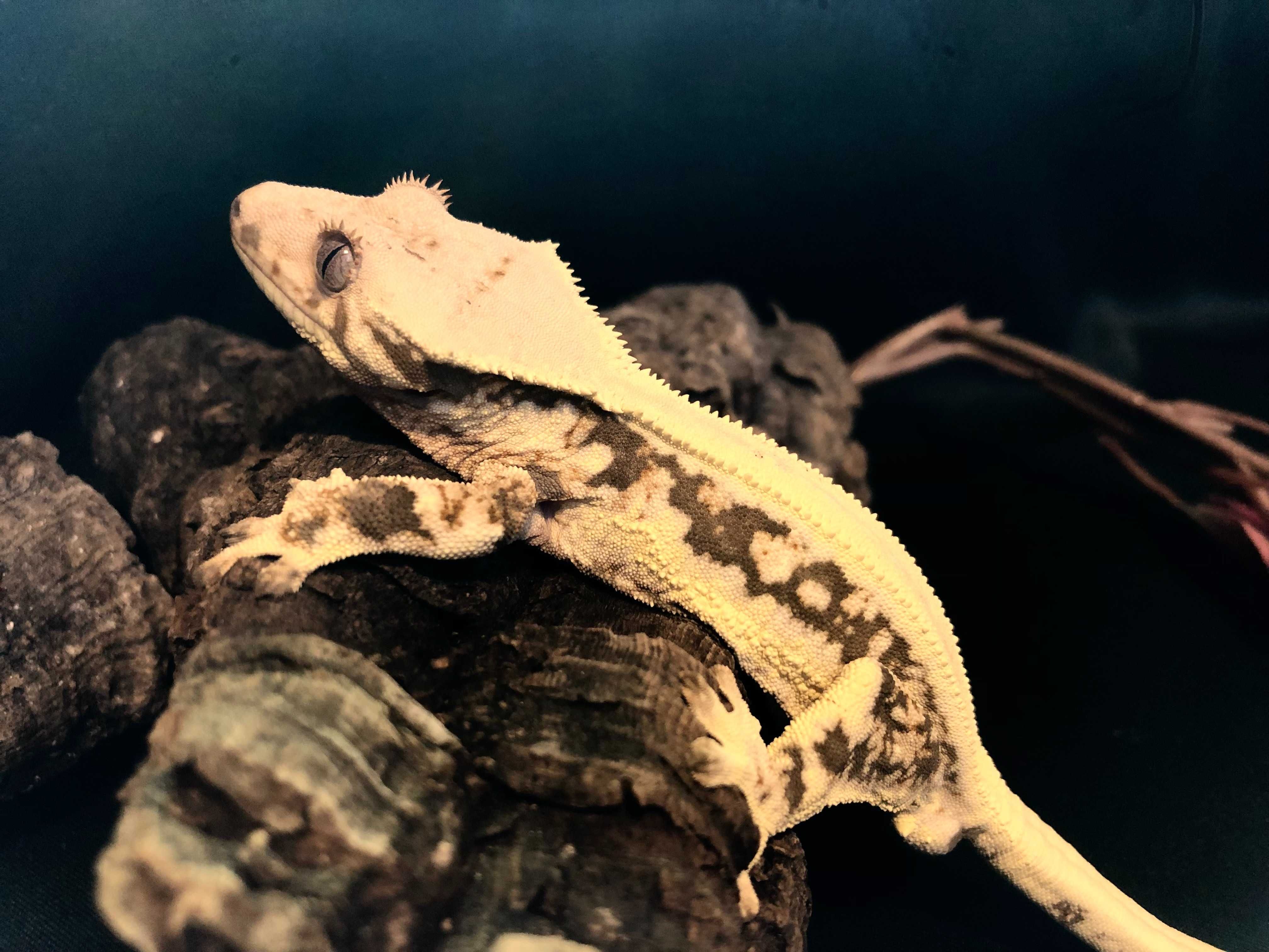 Gekon orzęsiony Crested Gecko Correlophus ciliatus SAMIEC Lilly White