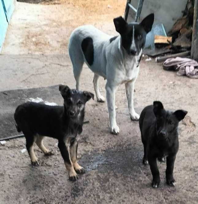 собаки цуценята щенята песики