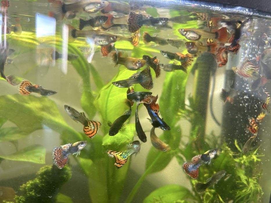 Akwarium 60l panorama - nowe - caly zestaw - 80 rybek wartości 600 zł