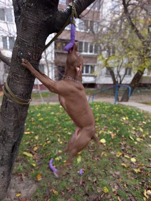 Pitbull, питбультерьер 2 щенка осталось