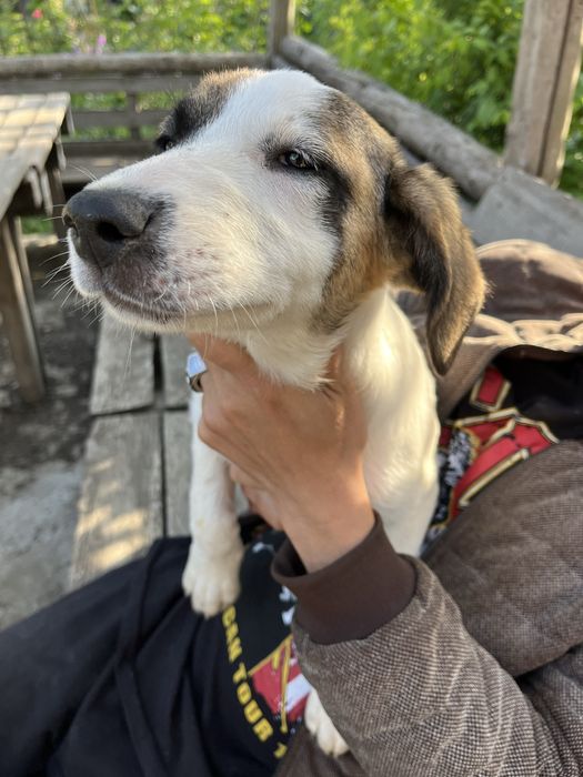 Отдадим щенков в хорошие руки