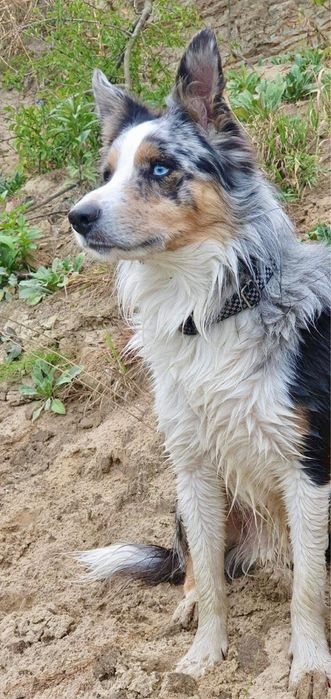Border Collie Blue Merle/badania gen/gotowy do odbioru