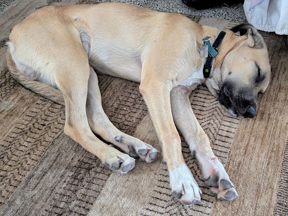 novo lar necessário para filhote macho de 6 meses