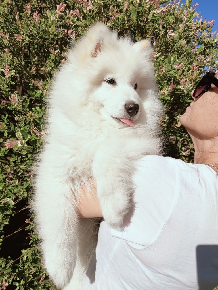 Szczeniaczek Samoyed ostatni piesek