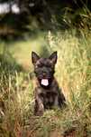 Cudowna Suczka Cairn Terrier