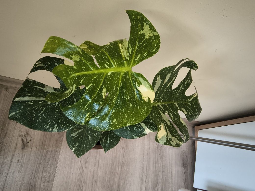 Monstera Variegata 50 cm