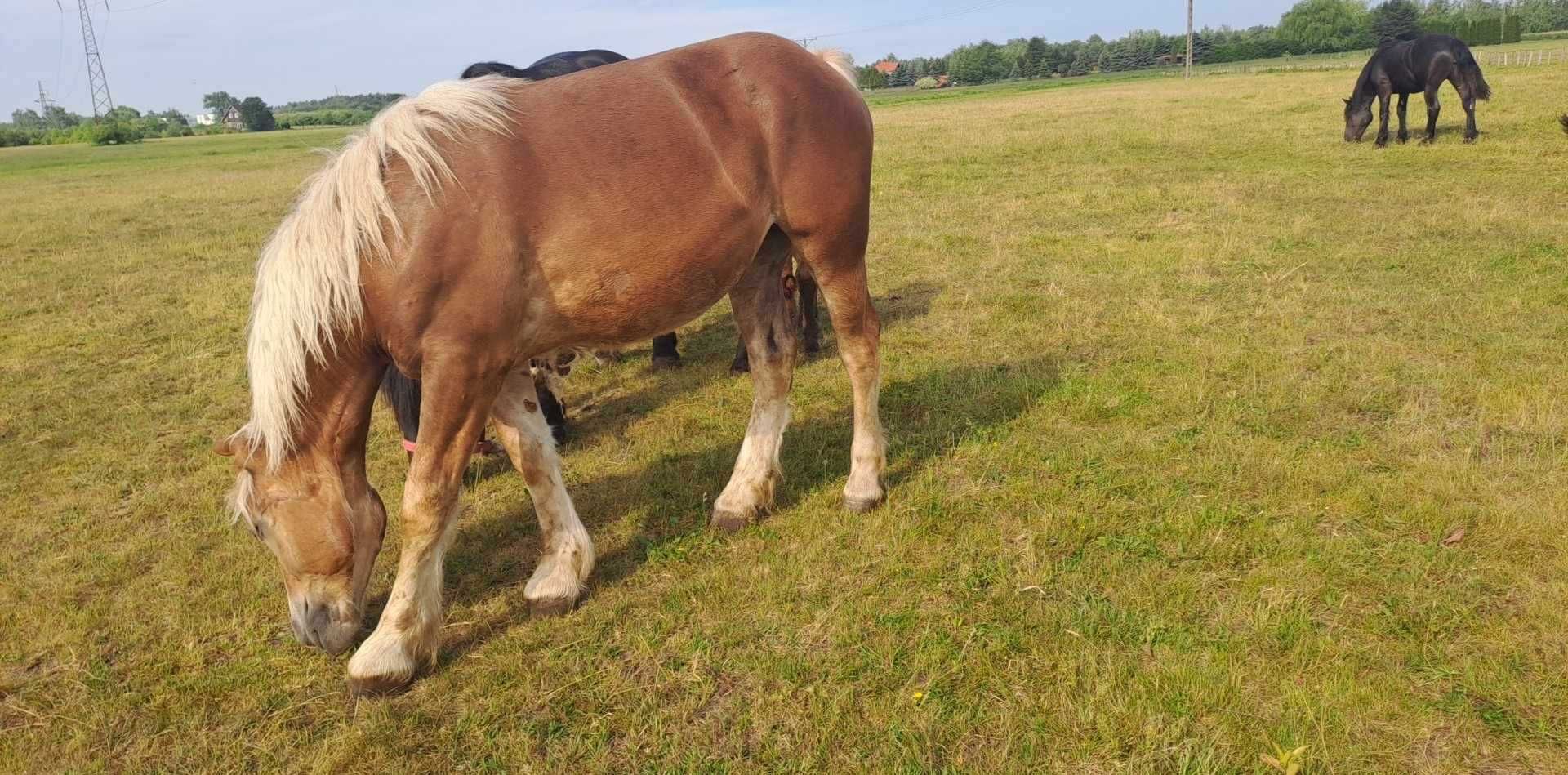 Sprzedam klacz sztumską