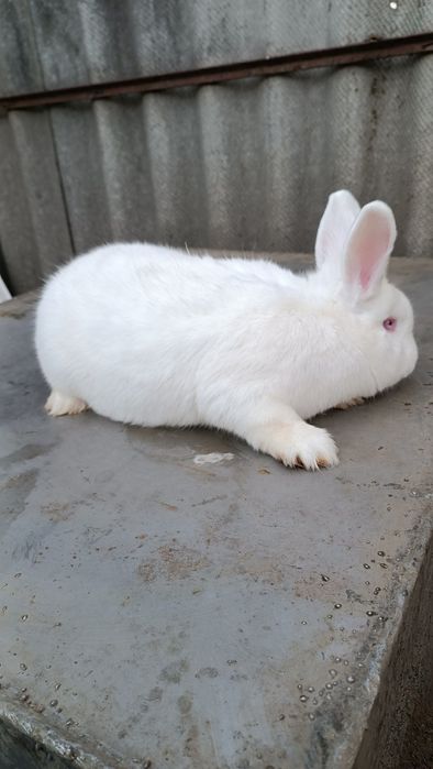 Кролики породи Каліфорнійська та Новозеландський білий.