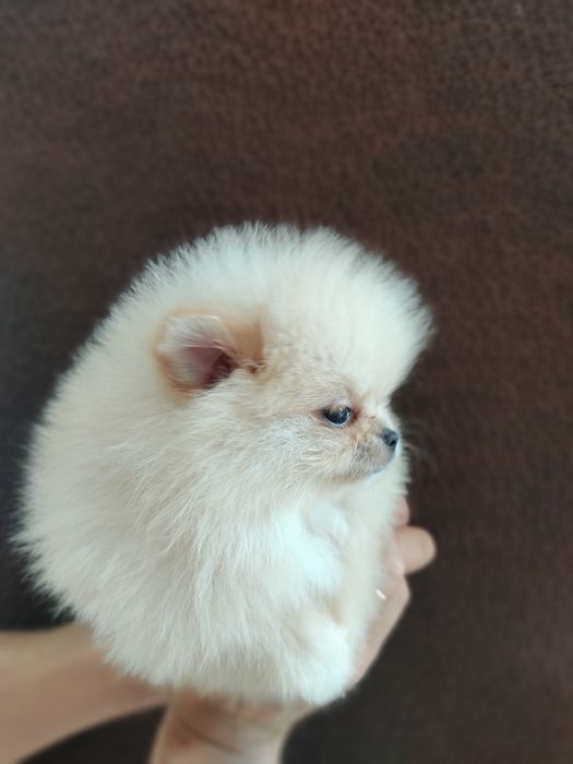 Шпиц девочка Днепр