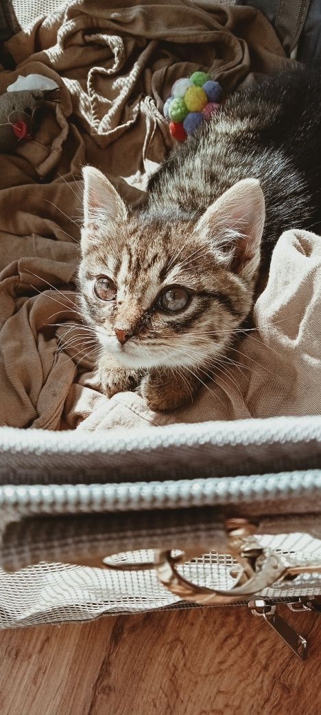 Подарую муркотливе кошеня, є відео