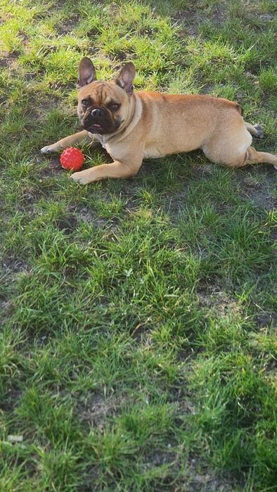Buldog francuski - suczka szczenię