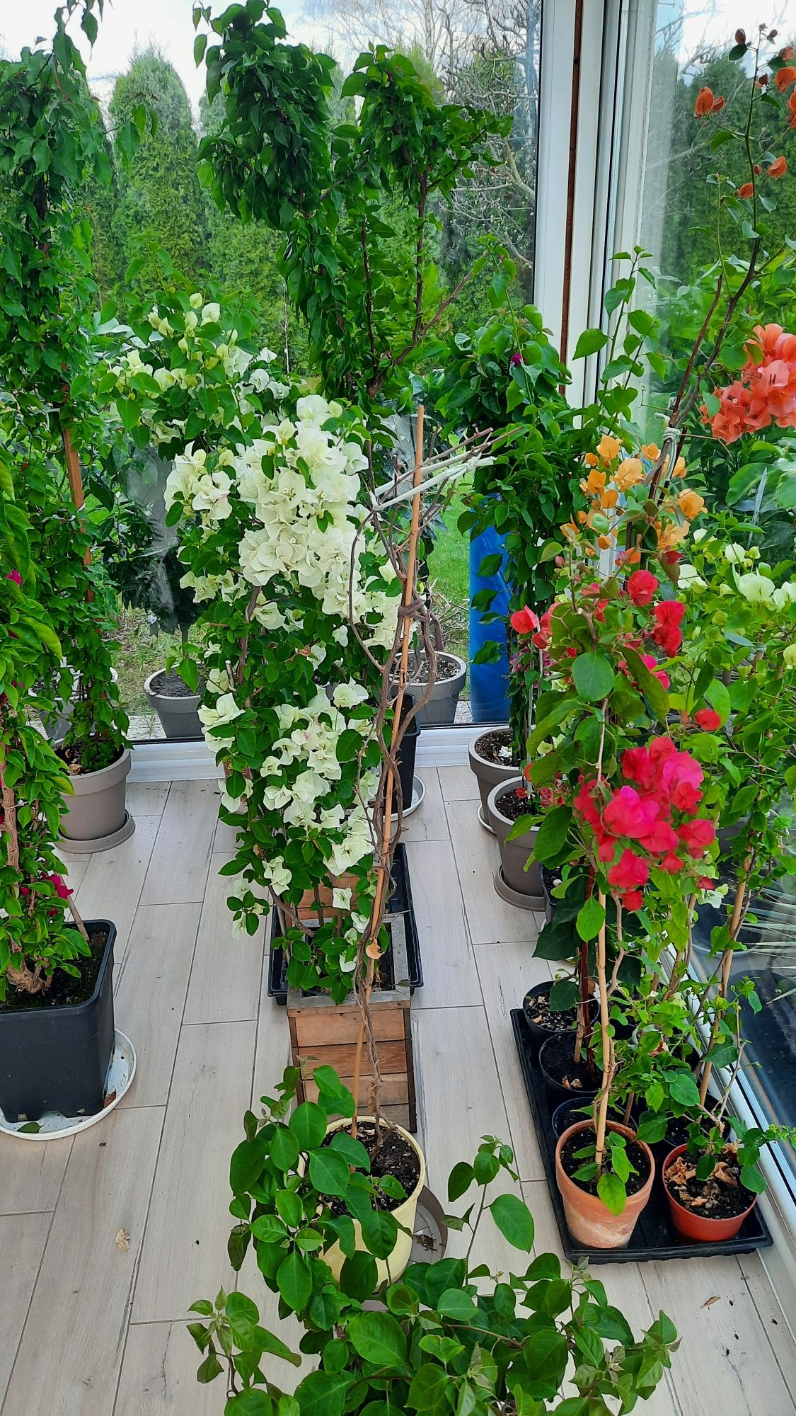 Bougainvillea, bugenwilla