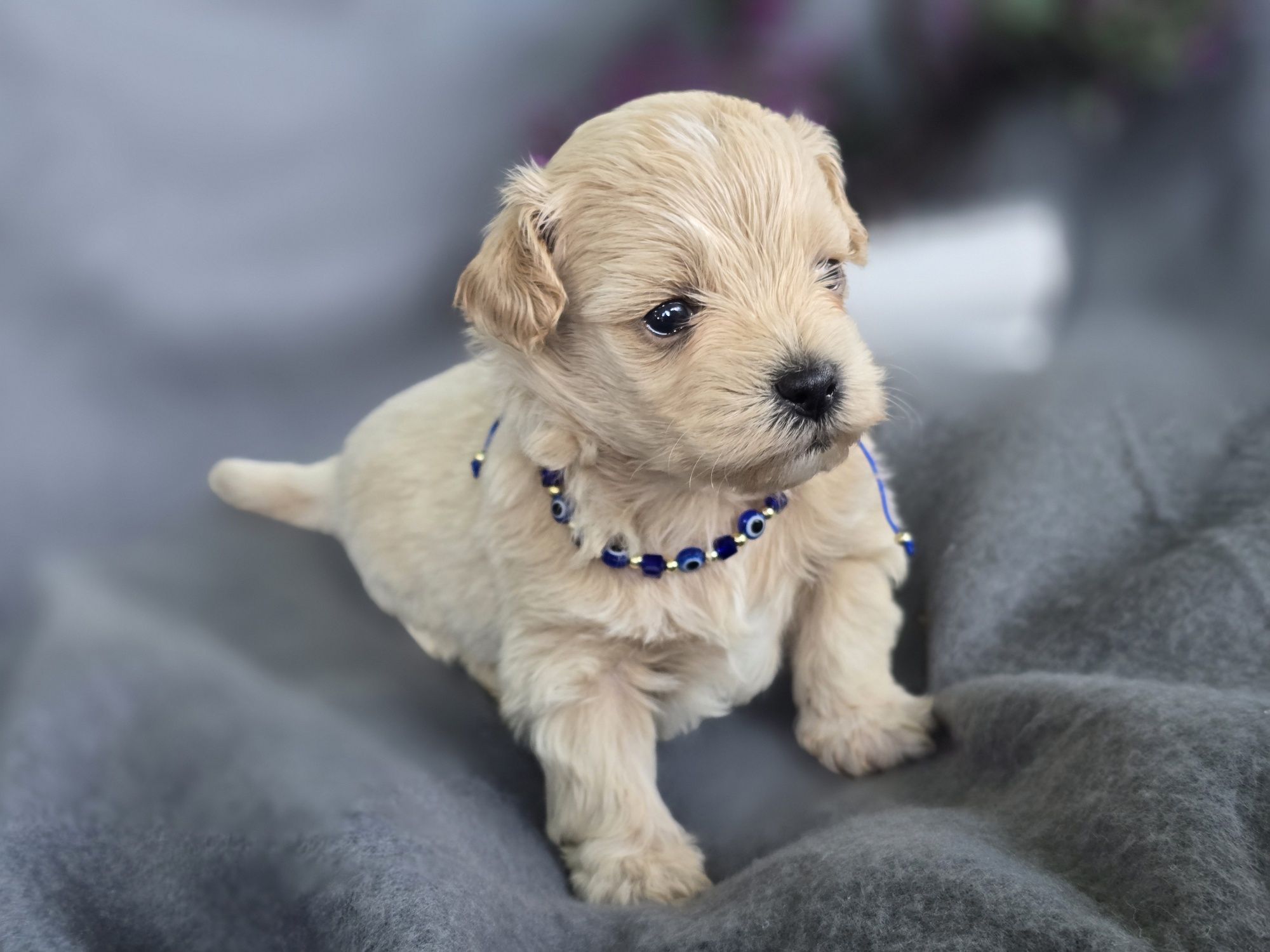 Maltipoo hybryda pudel toy maltanczyk