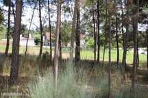 Terreno com pinhal e e mato a 15 minutos de Viseu
