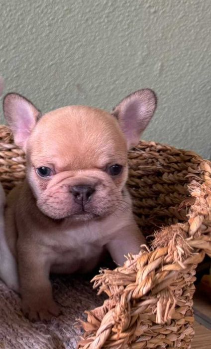 Bulldog francês Macho