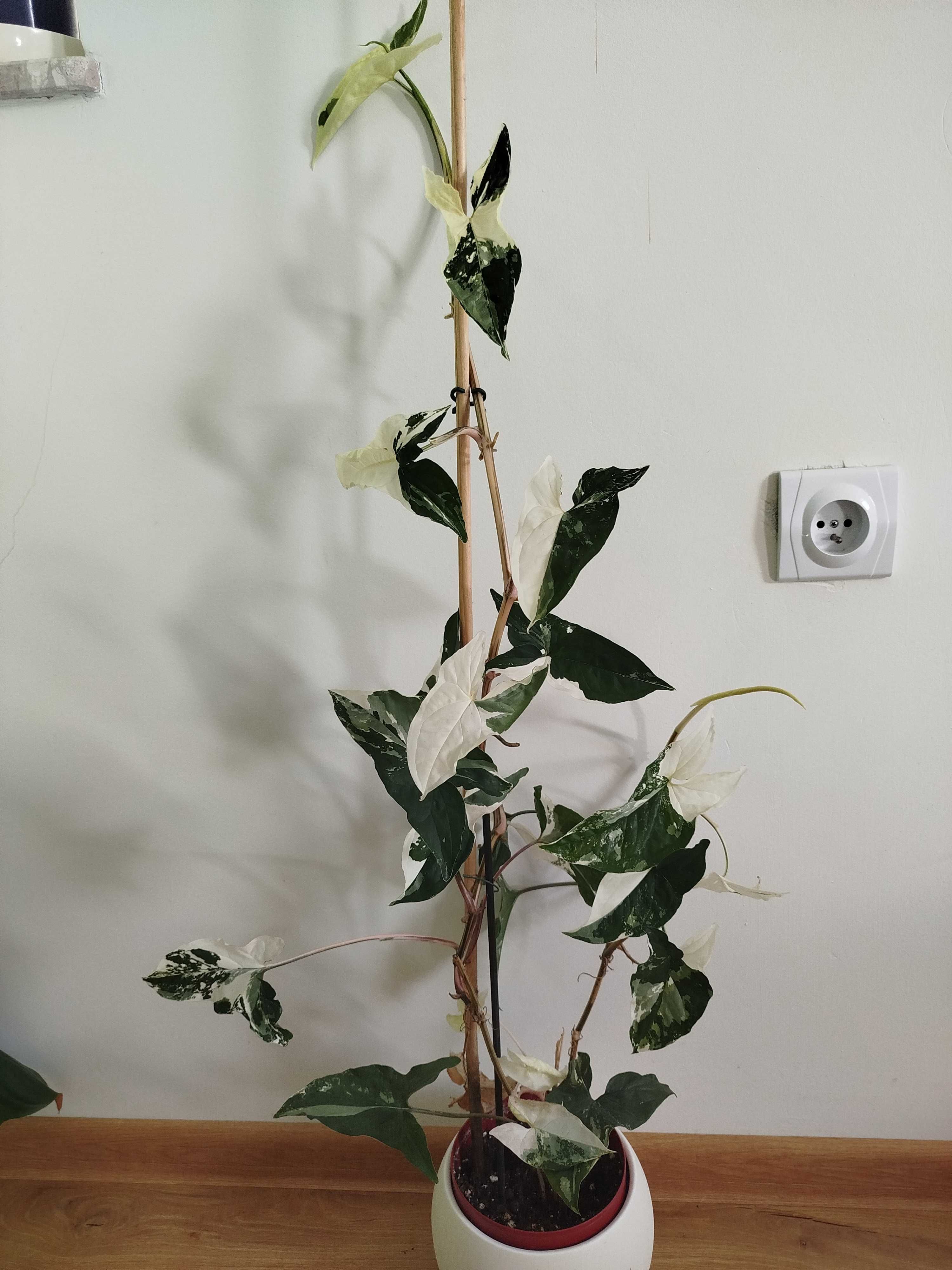Zroślicha mojito i albo variegata