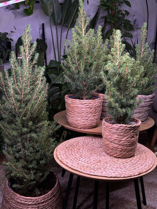 Живі канадські ялинки в горщиках до зимових свят